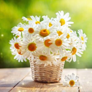 chamomille best 8 natural treatments for seborrheic dermatitis