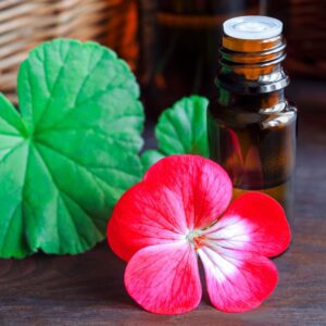 geranium oil best 8 natural treatments for seborrheic dermatitis
